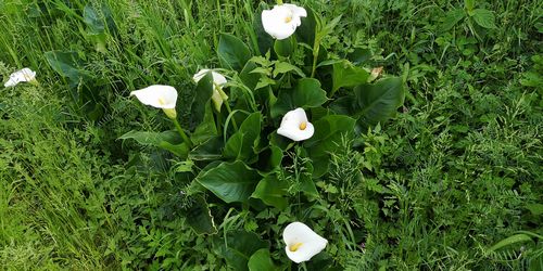 ¥«¥é¡¼¤âÀ¸¤¨¤Æ¤¤¤Þ¤¹