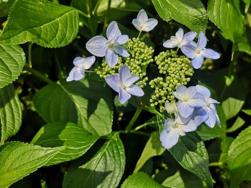 歳時記 庭の桔梗と紫陽花が咲き始めました 京丹後のおやじのうんちく日記 19世紀の味の店