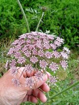 黒人参の花