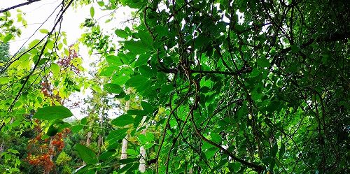 »³¤Î¥¢¥±¥Ó¤Ï