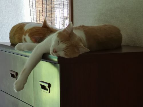 ��ɤ���ɤ�ý�ڤξ�Ǥޤä����