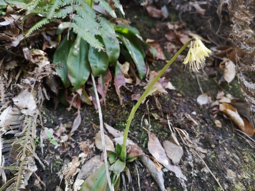 ���祦���祦�Х���