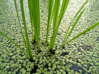  �Ŀ���������� �Կ�����