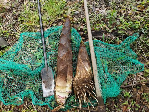 ���ܤ����夬�äƤ��ޤ���