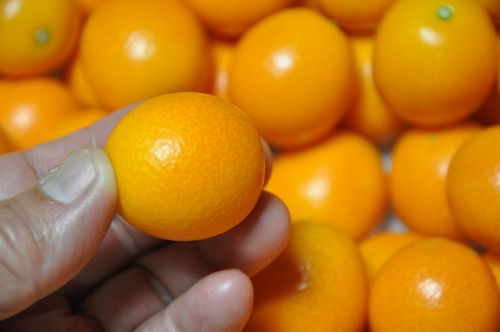��ǯ����̣�������Ǥ�