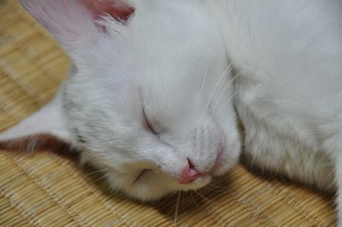 いました、爆睡です。(^^)