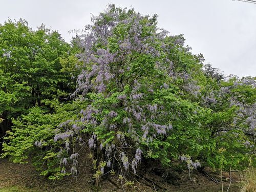 �ǥ��졼�����ĥ꡼