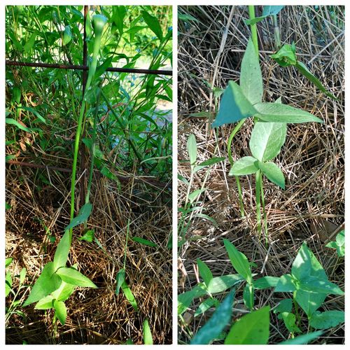カラスビシャクはサトイモ科の植物で