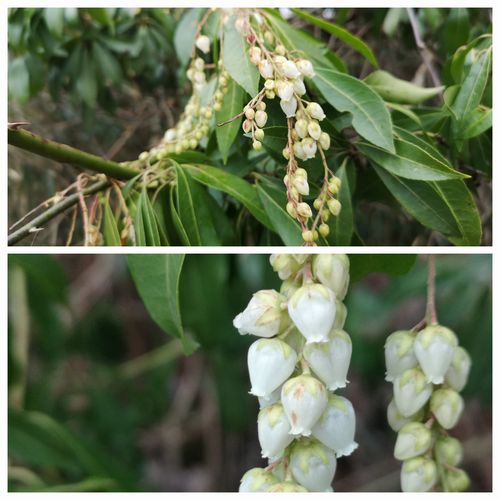 ¥¢¥»¥Ó¤Ïºé¤»Ï¤á¤Æ¤¤¤Þ¤·¤¿