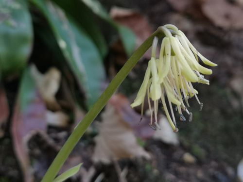 �����Υ��祦���祦�Х���