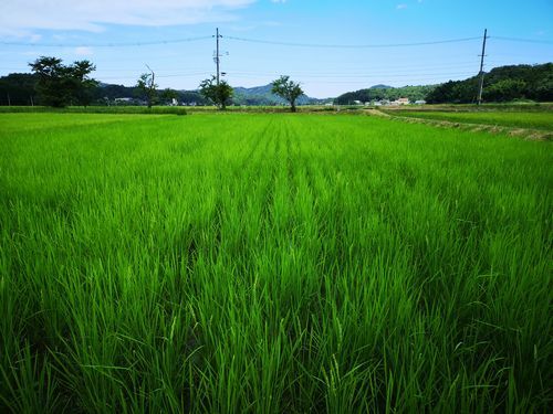 咲き始めなので「出穂はじめ期」
