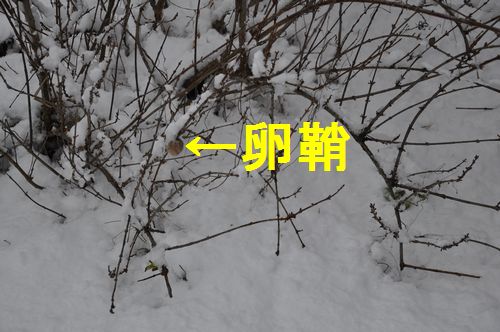 ��������ڡˣ���������ʬ����