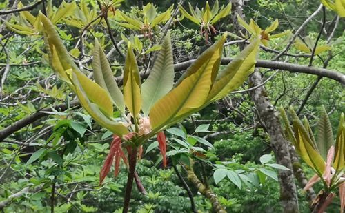 ¥Û¥ª¥Î¥¡ÊËѤÎÌڡˤÎÍÕ¤¬³«¤»Ï¤á¤Þ¤·¤¿