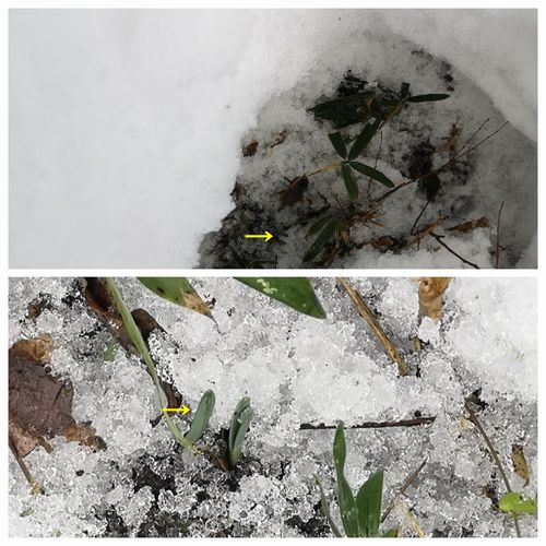 £²£´Æü¤Î¿åÀç¤ÏÀã¤Î²¼¤Ç