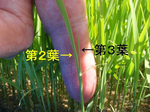 �Ĥϣ����ܤ��лϤ�Ƥ��ޤ���