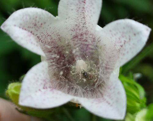 ¥Û¥¿¥ë¥Ö¥¯¥í¤Î±§Ãè