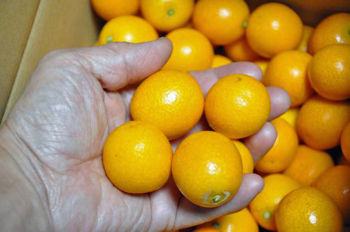 �������󥫥��Ϥ��ޤ���