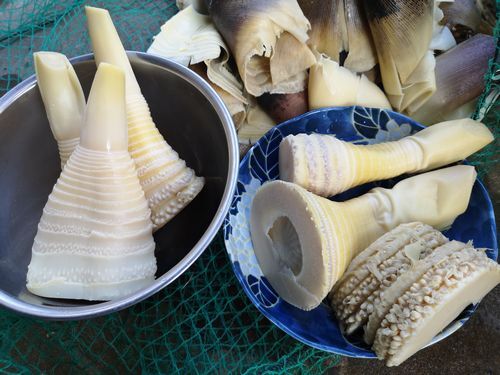 �����Υ���觤Ǥޤ���