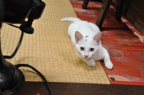 「おやじさんもう帰るの?」