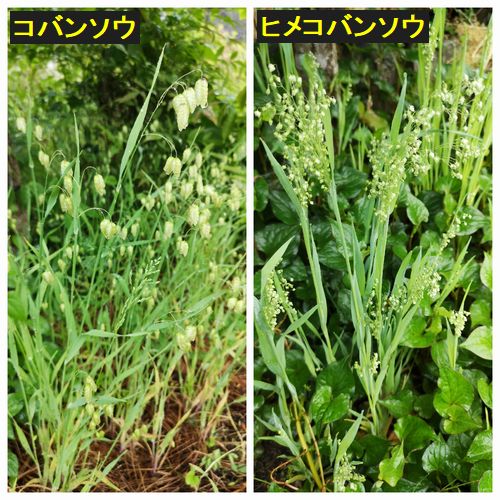 ¥³¥Ð¥ó¥½¥¦