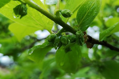 ³Á¤Î²Ö¤Ï¤¿¤¯¤µ¤ó¤Ä¤¤¤Æ¤¤¤Þ¤¹