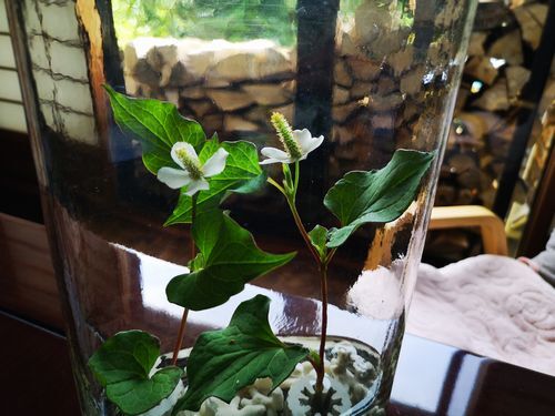 �����ޤ��Ǥ�