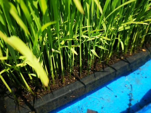 ����λ�����ִ������ϥס���ο��Ȣ�ξ�ޤǾ夲�ޤ�������