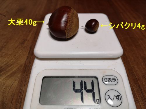 �緪���礭�ʤΤϣ����礢��