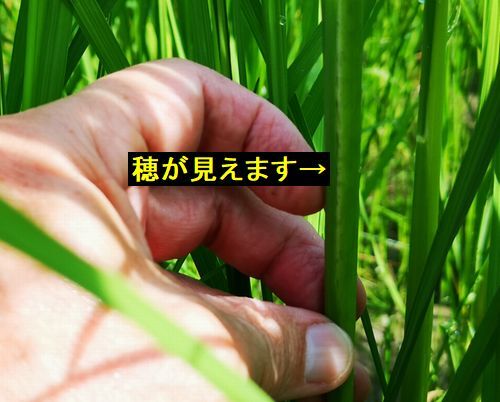 ���˷Ԥ��Ĥ��Ǥ��ޤ�