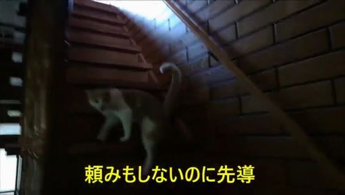 ��ߤ⤷�ʤ��Τ���Ƴ���Ƥ���ޤ�
