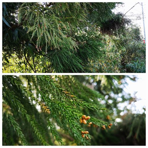 �⤦��������ͻҤ򸫤˹Ԥ��ޤ�����