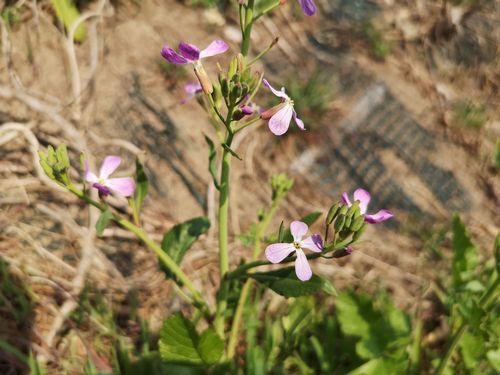 ���纬���餭�Ϥ�Ƥ��ޤ���