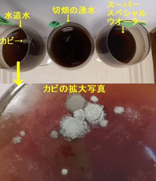 ¿åÆ»¿å¤Î¿åÌ̤ˤϥ«¥Ó¤¬À¸¤¨¤Æ¤¤¤Þ¤¹