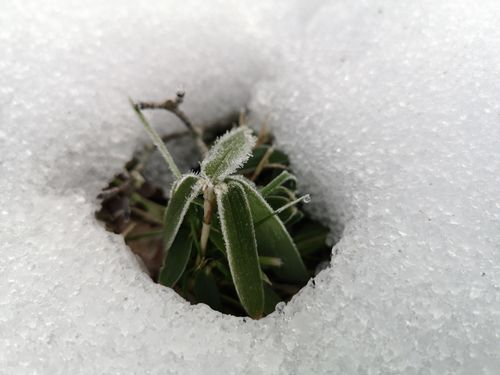 ºû¤ÎÍÕ¤ÏÁú²½¾Ñ