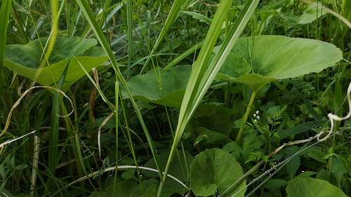 ¥Õ¥¡ÊÉù¡Ë¤¬¼«À¸¤·¤Æ¤¤¤Þ¤¹¡£