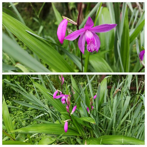 ¥·¥é¥ó¤¬ºé¤»Ï¤á¤Þ¤·¤¿