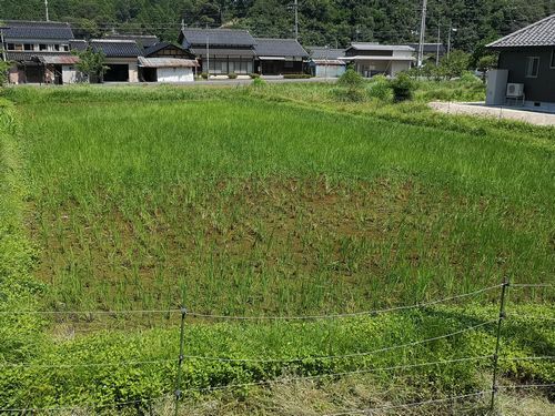 今年は大量の浮草の発生とシカの食害で