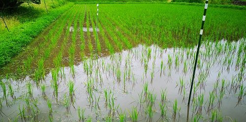 £±±ýÉü¤Ë£±»þ´ÖȾ¤«¤«¤ê¤Þ¤·¤¿