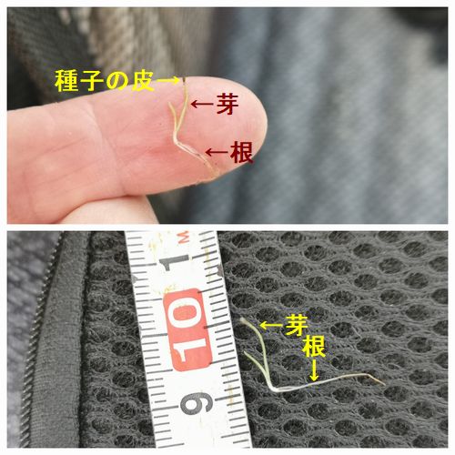 ���̤ˤ�ȯ�ꤷ�����ʥ����⤤�Ƥ��ޤ���������