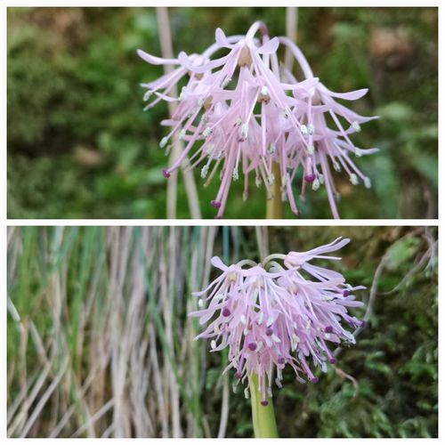 ���̤Υ��祦���祦�Х���