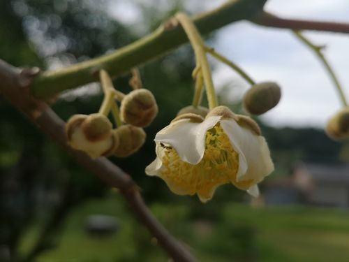 �������β֤��餭�Ϥ�ޤ���