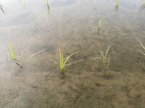 �ޤ�ʬ���ĤϤ��Ƥ��ޤ���