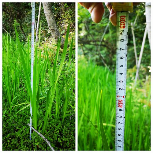 ����¬�äƤߤ�ȣ����ѤۤɤǤ�