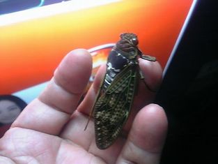 ���֥饼��