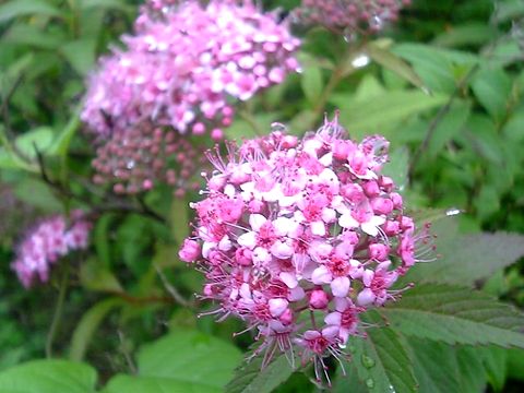 ���� �ʤ���Ĥ�