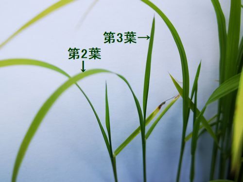 �ᤤ�Ĥϣ����ܤ��ФƤ��ޤ�������