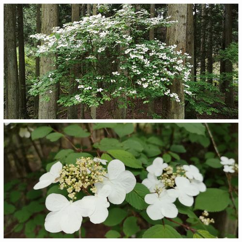 ̾Á°¤¬¤ï¤«¤é¤Ê¤¤