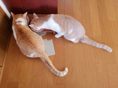 ��ɤ�¤��ä�����