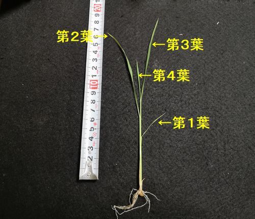 ����ʤӤ礦�줤�ˤϣ�.���դǡ����ϣ����ѤǤ�����������