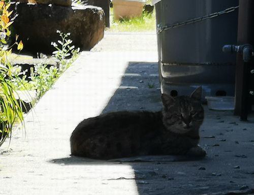 �ͥ������Ϥʤ���